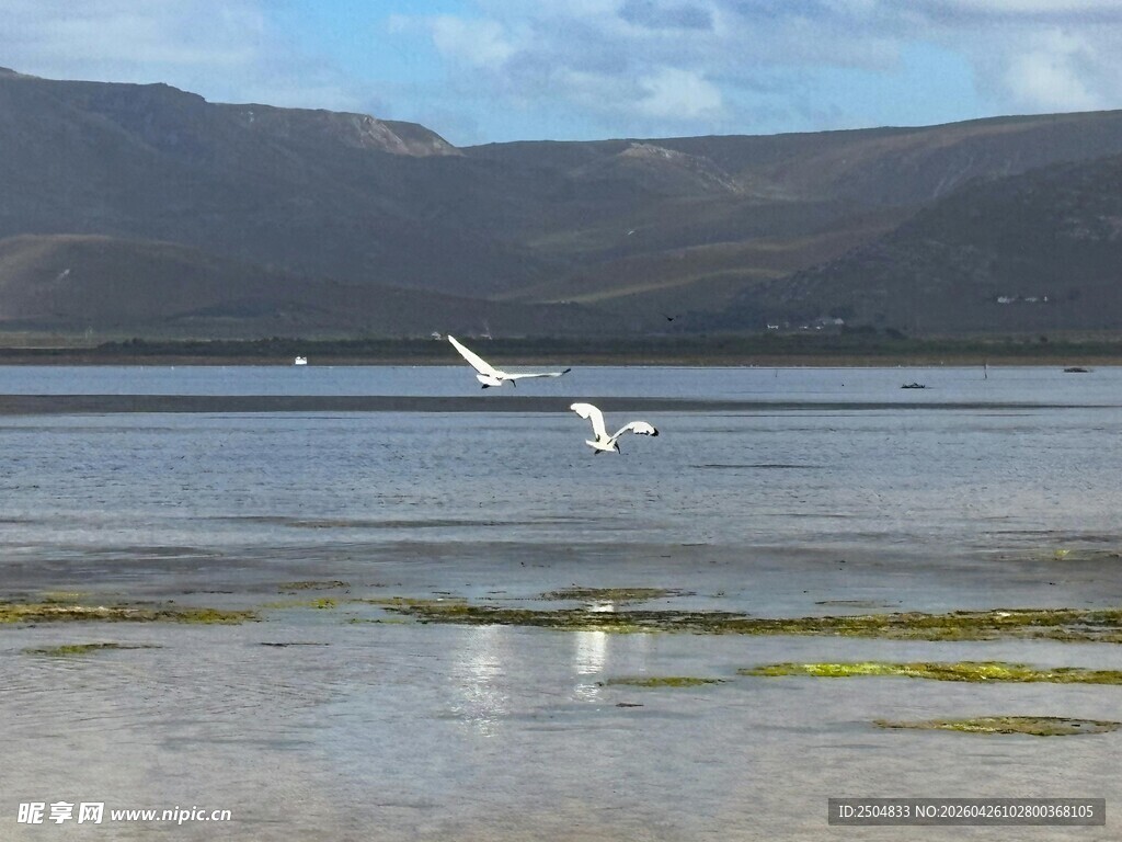 海边飞鸟与宁静水域