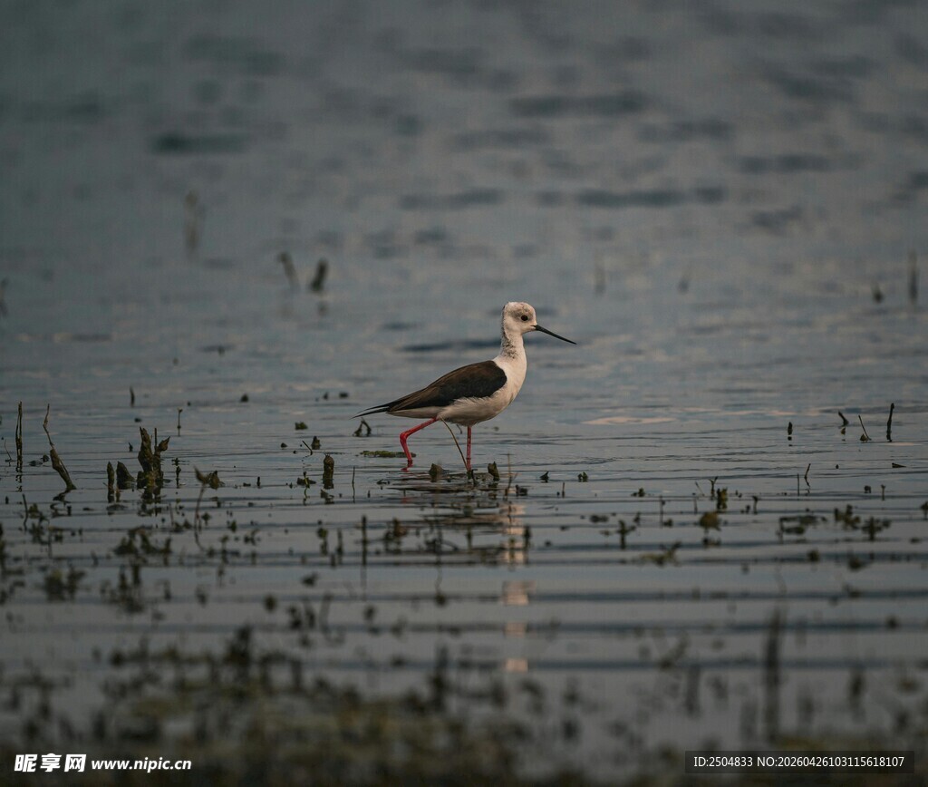 湿地中的单只小鸟