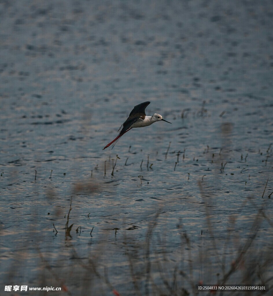 水面上飞翔的黑白鸟儿