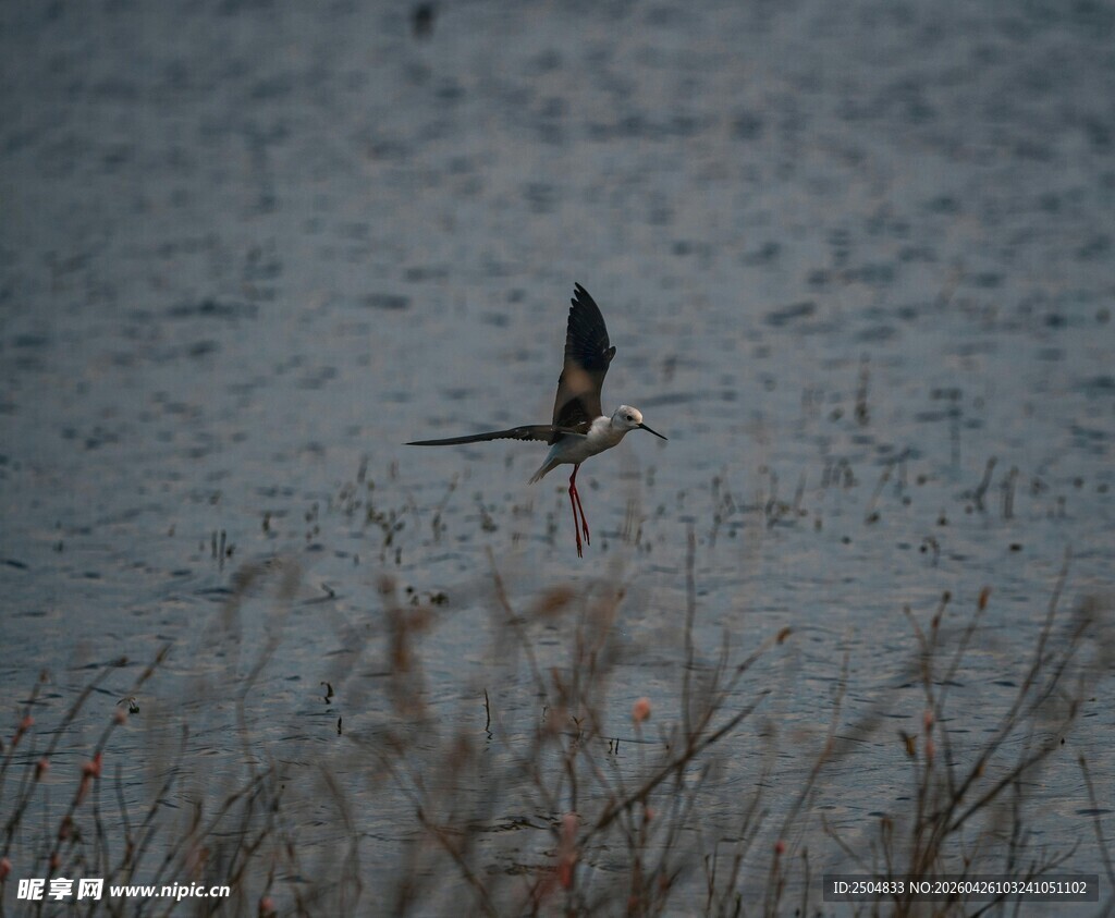 飞鸟掠水过 苇影伴风姿