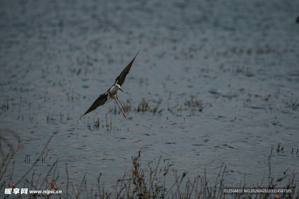 雪地中飞翔的矫健鸟儿