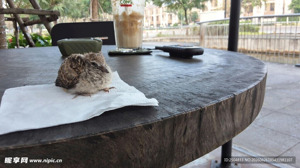 桌上小憩的猫咪