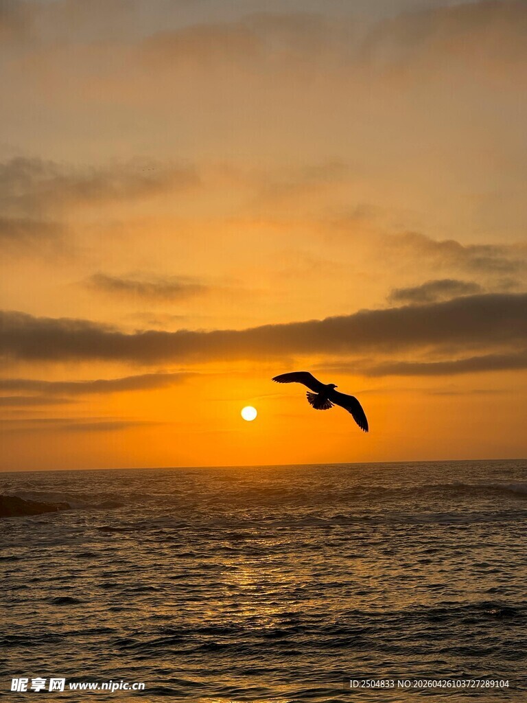 夕阳下飞鸟翱翔于海面