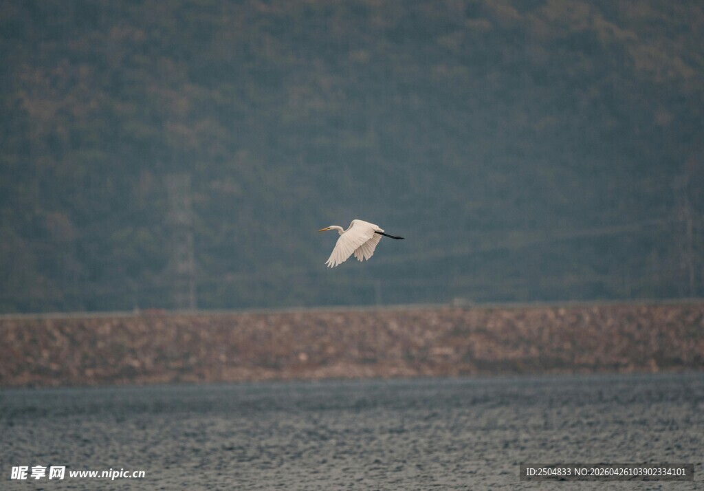孤鸟飞越开阔水域