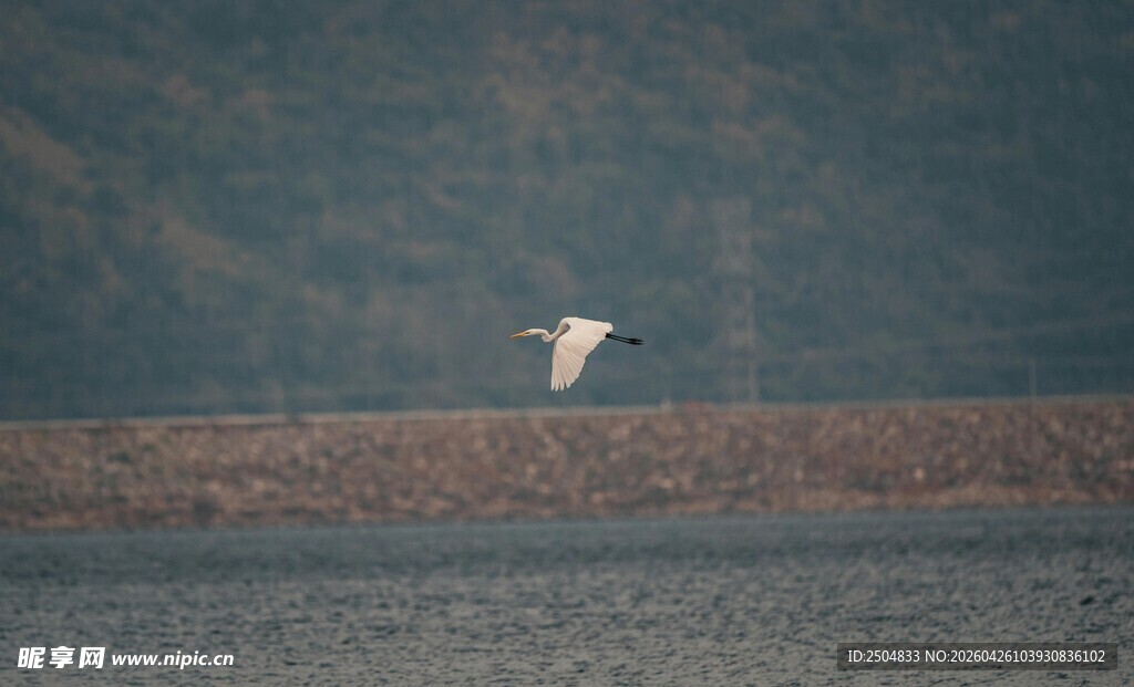 孤鸟翱翔于广袤天地间
