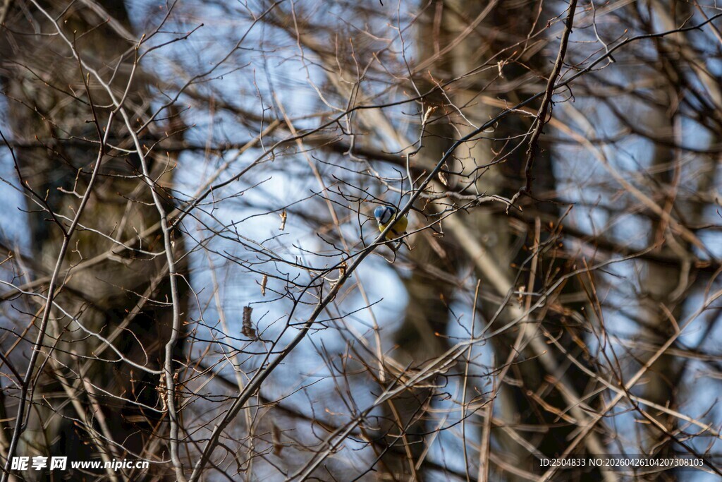 冬日枯树林景象
