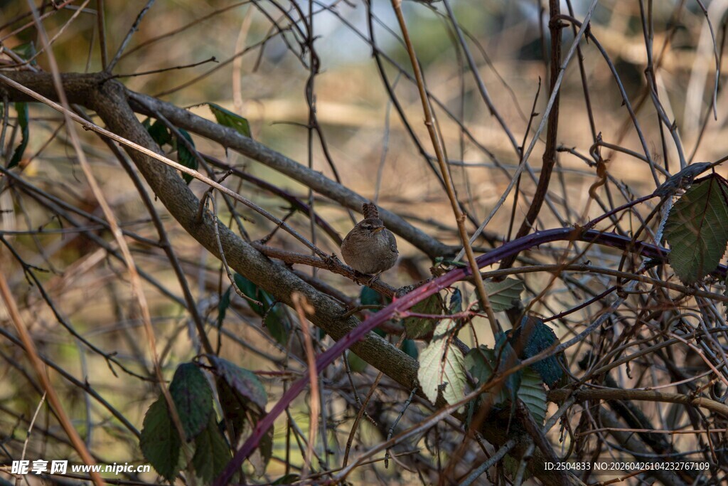 干枯枝条上的稀疏叶片
