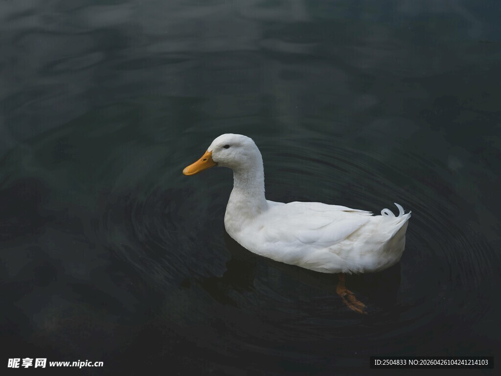 水中 弋的白色鸭子