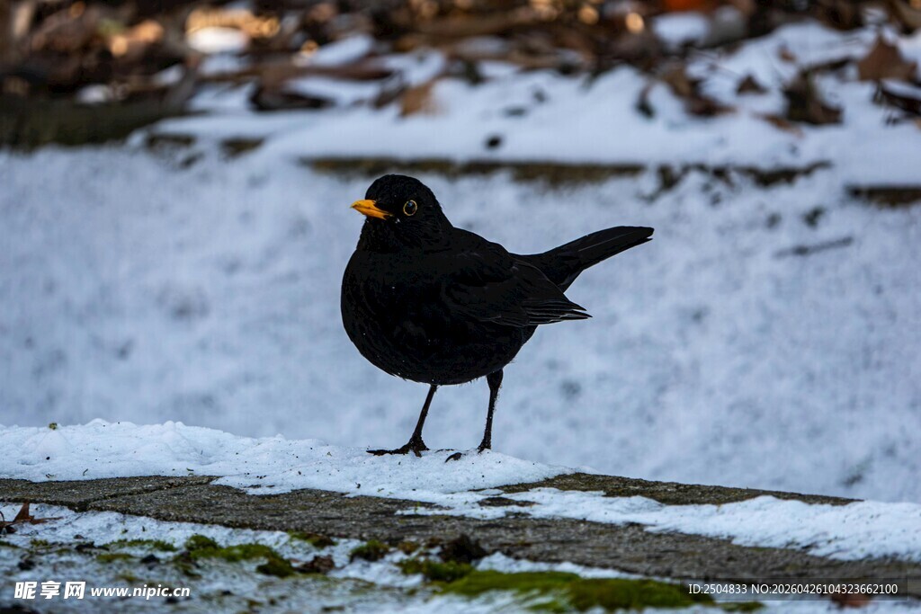 雪地中的黑鸟