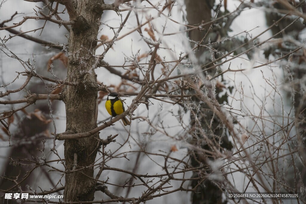 雪林中的黄色小鸟