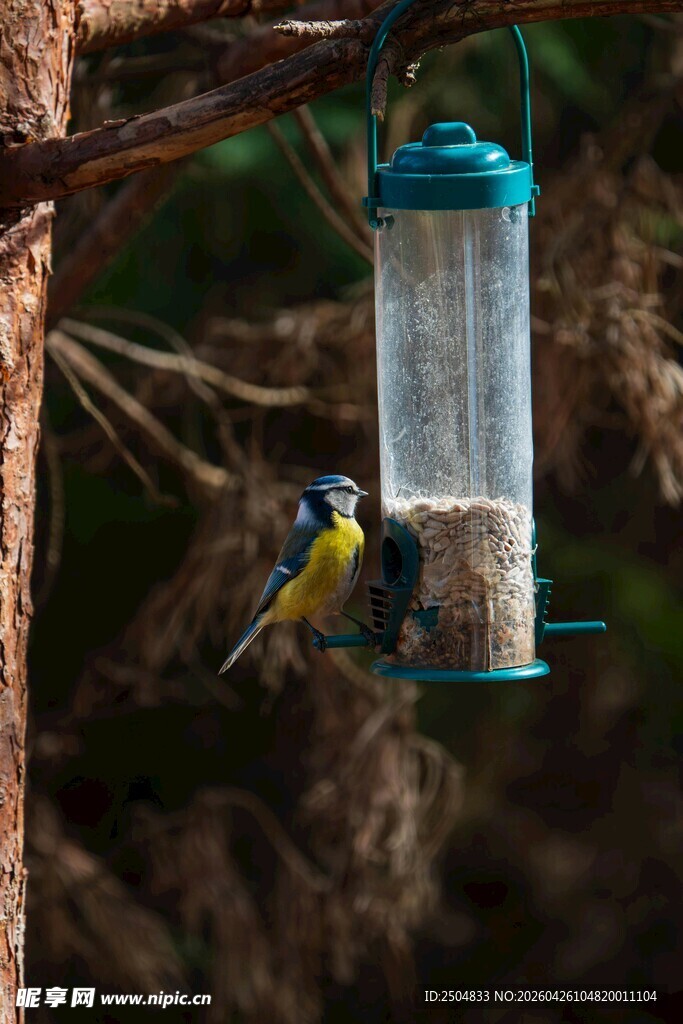 小鸟立于喂鸟器旁觅食