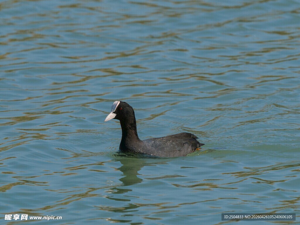 水中 弋的黑色水鸟