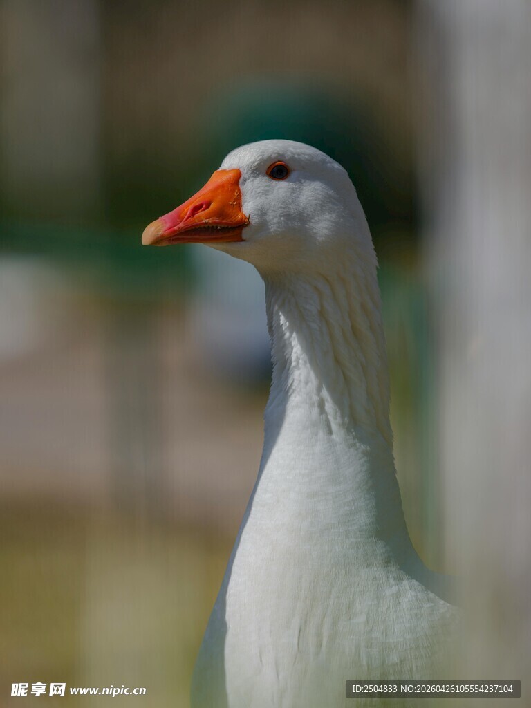 白鹅特写
