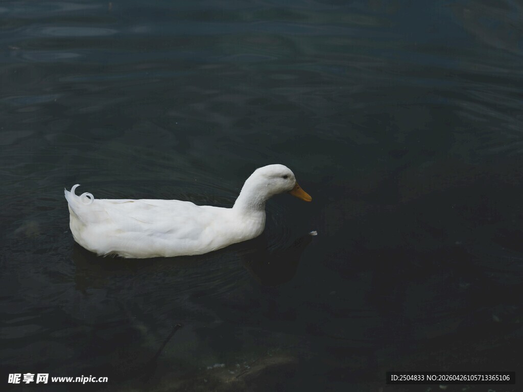水中 弋的白色鸭子