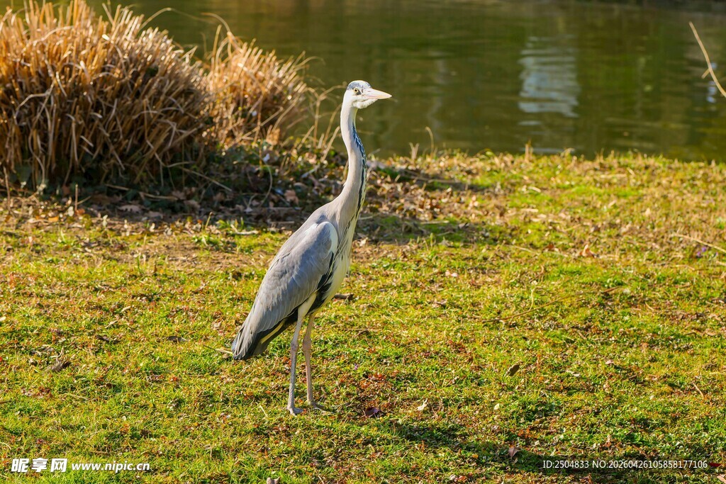 草地上的灰鹭