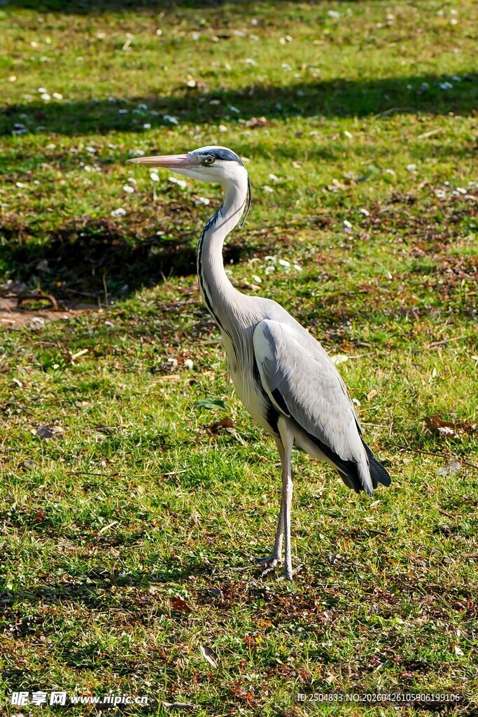 草地上的灰鹭