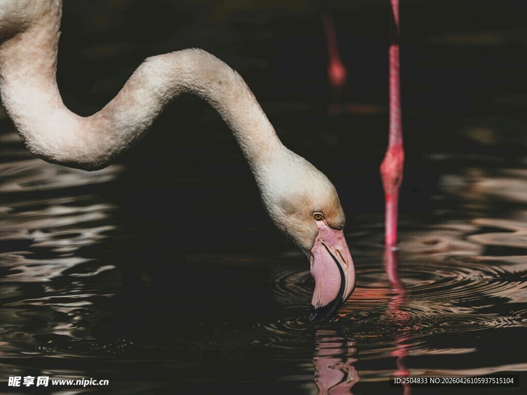 火烈鸟低头饮水优雅瞬间