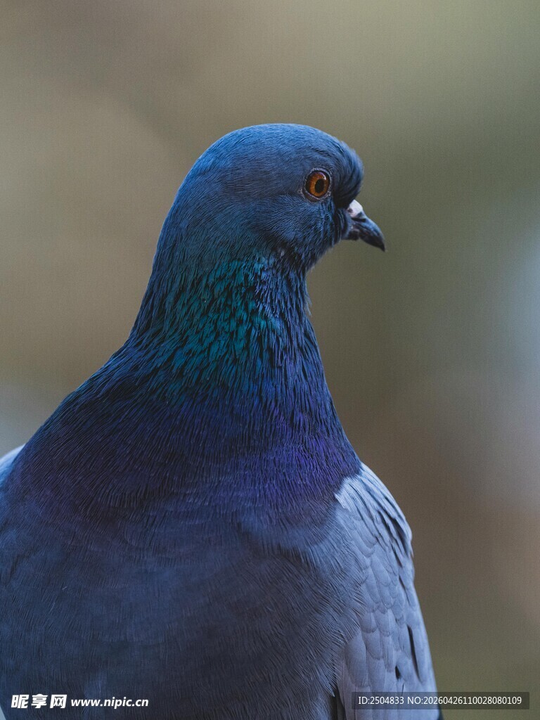灰蓝鸽子特写