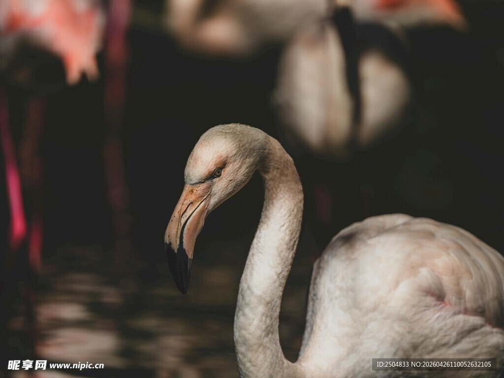 优雅火烈鸟特写