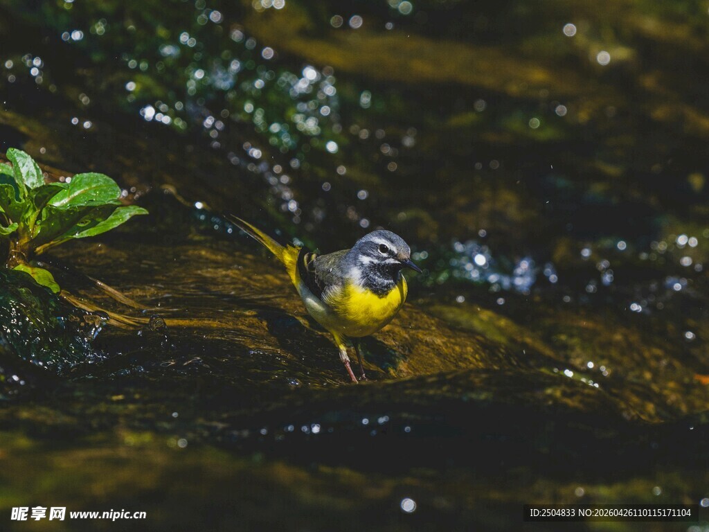 溪边栖息的多彩小鸟