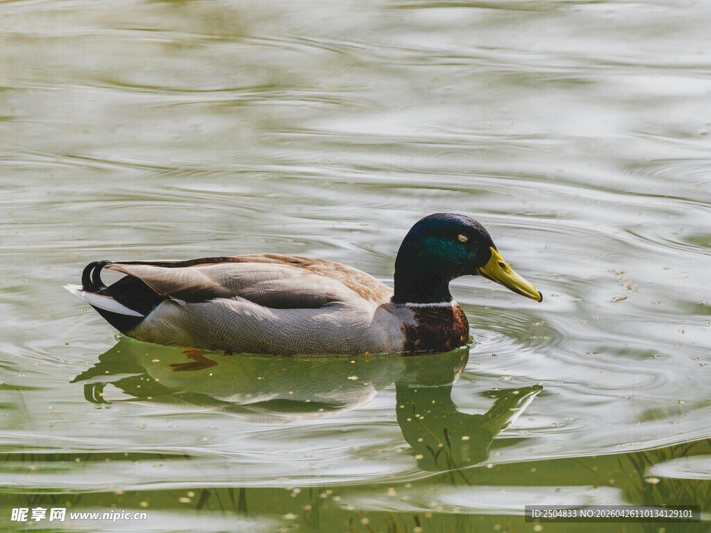 水中 弋的绿头鸭