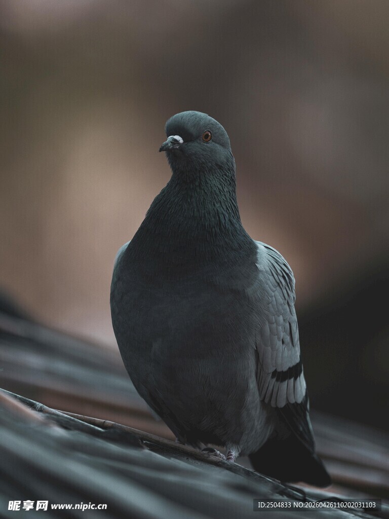 屋顶上的灰鸽子