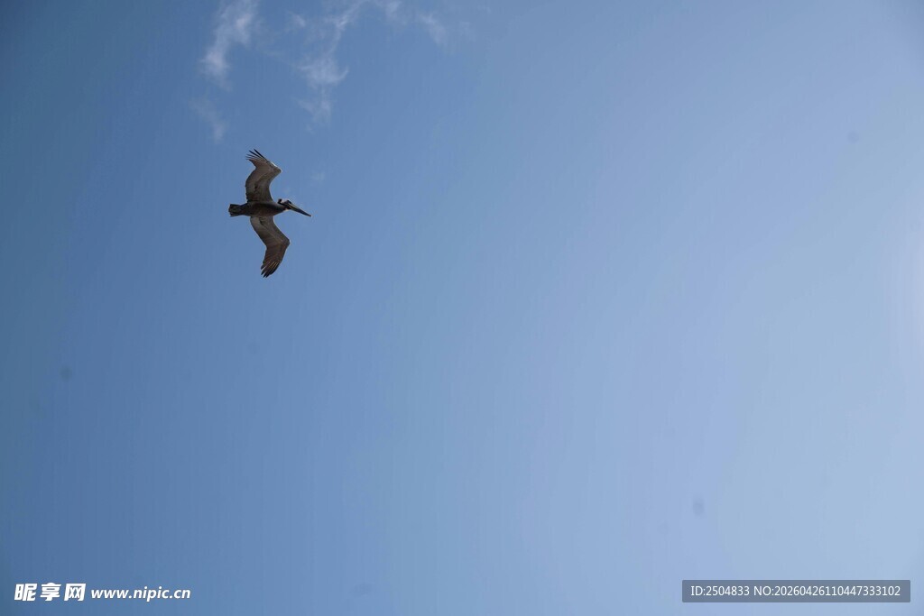 蓝天中飞翔的鸟儿