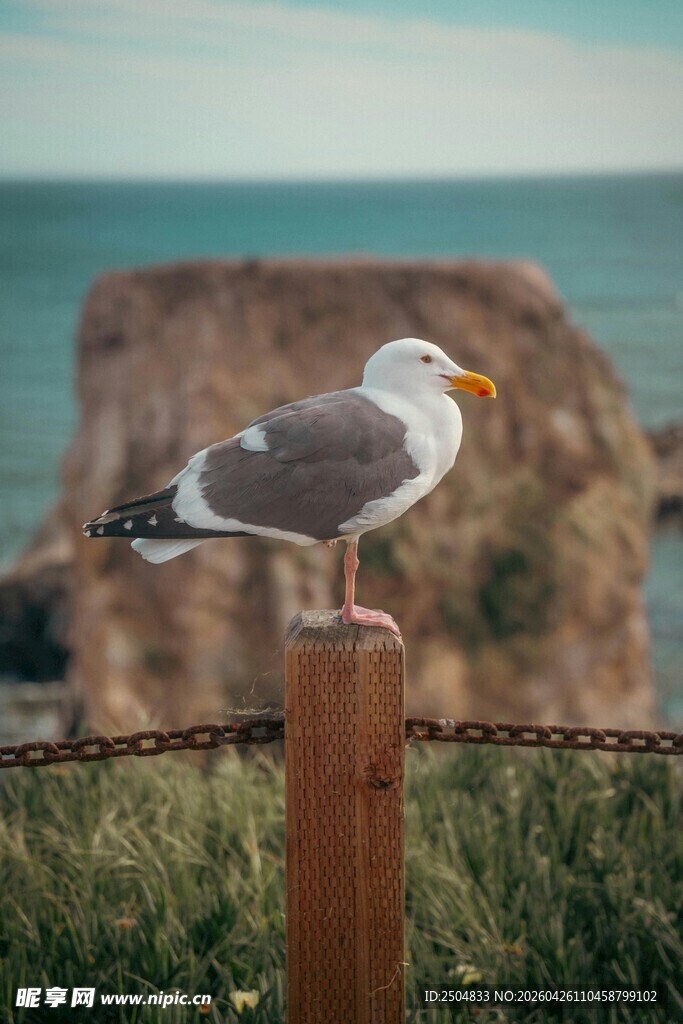 海鸥立于木桩上