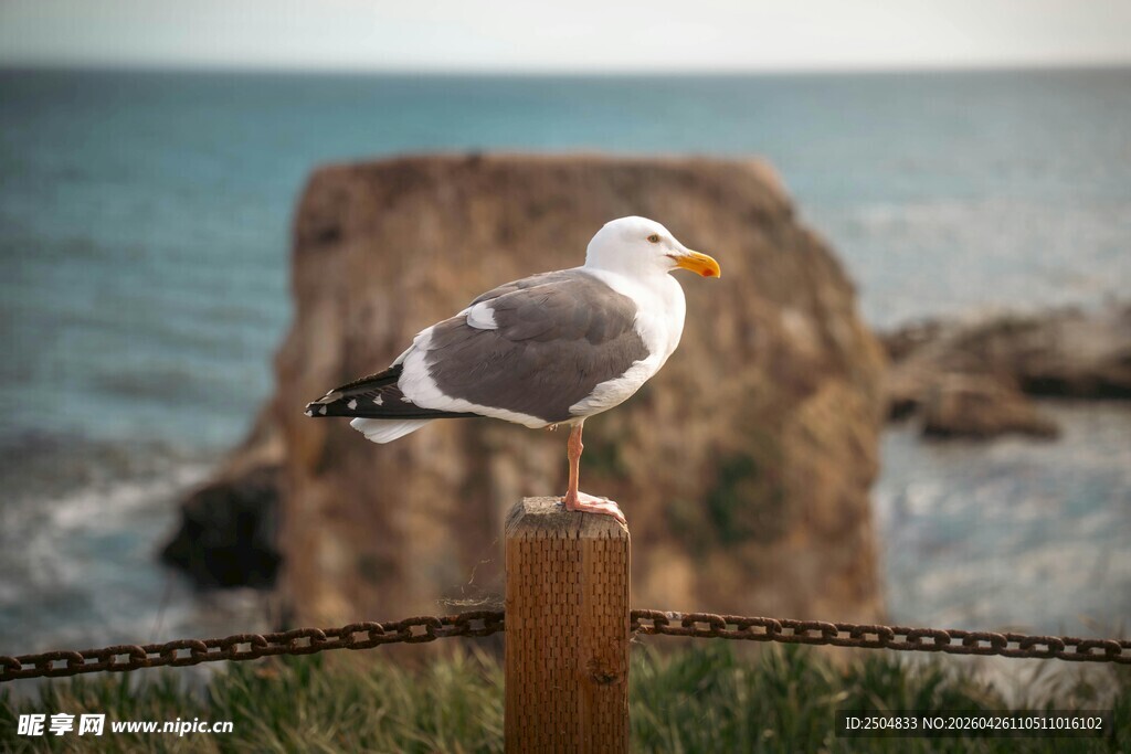 海边木桩上的栖息海鸥