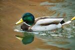 绿头野鸭水中悠然 弋