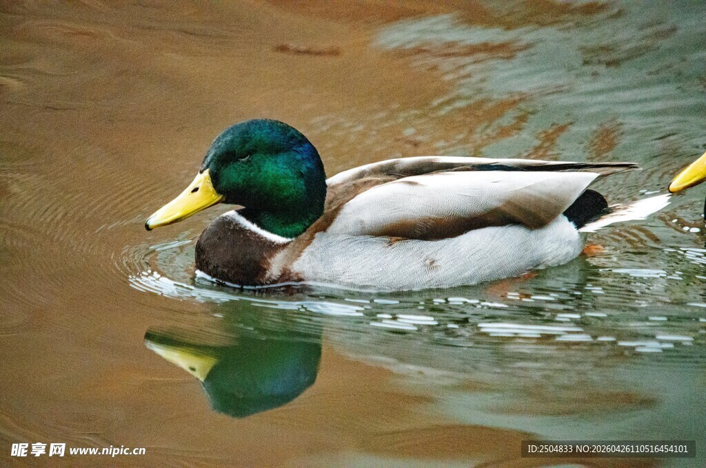 绿头野鸭水中悠然 弋