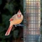 红衣主教鸟立于喂鸟器