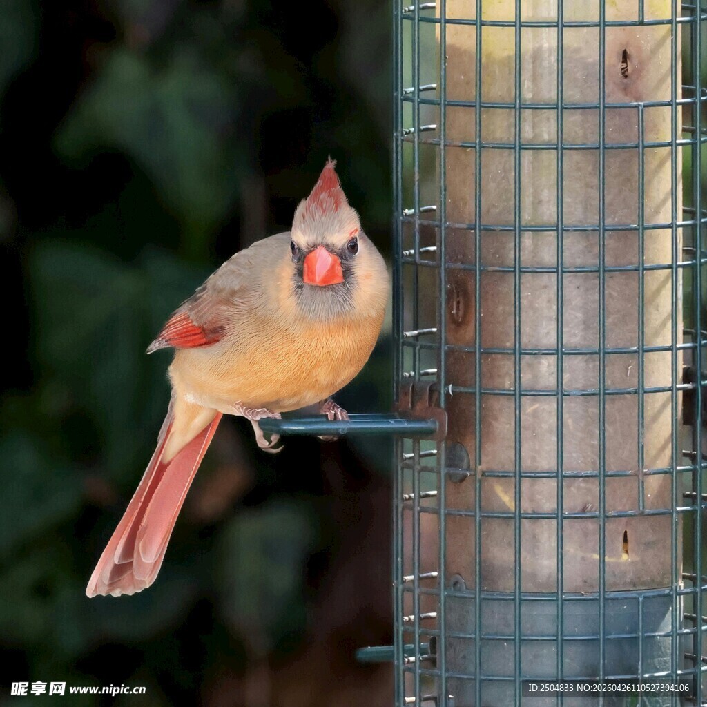 红衣主教鸟立于喂鸟器