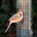 红衣主教鸟立于喂食器