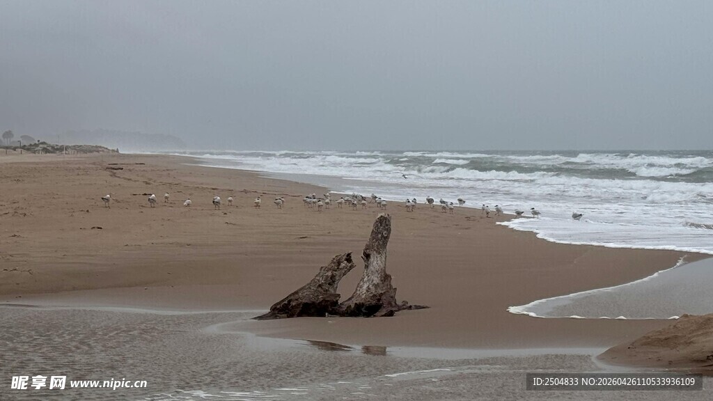 海边枯木 静谧沙滩景致