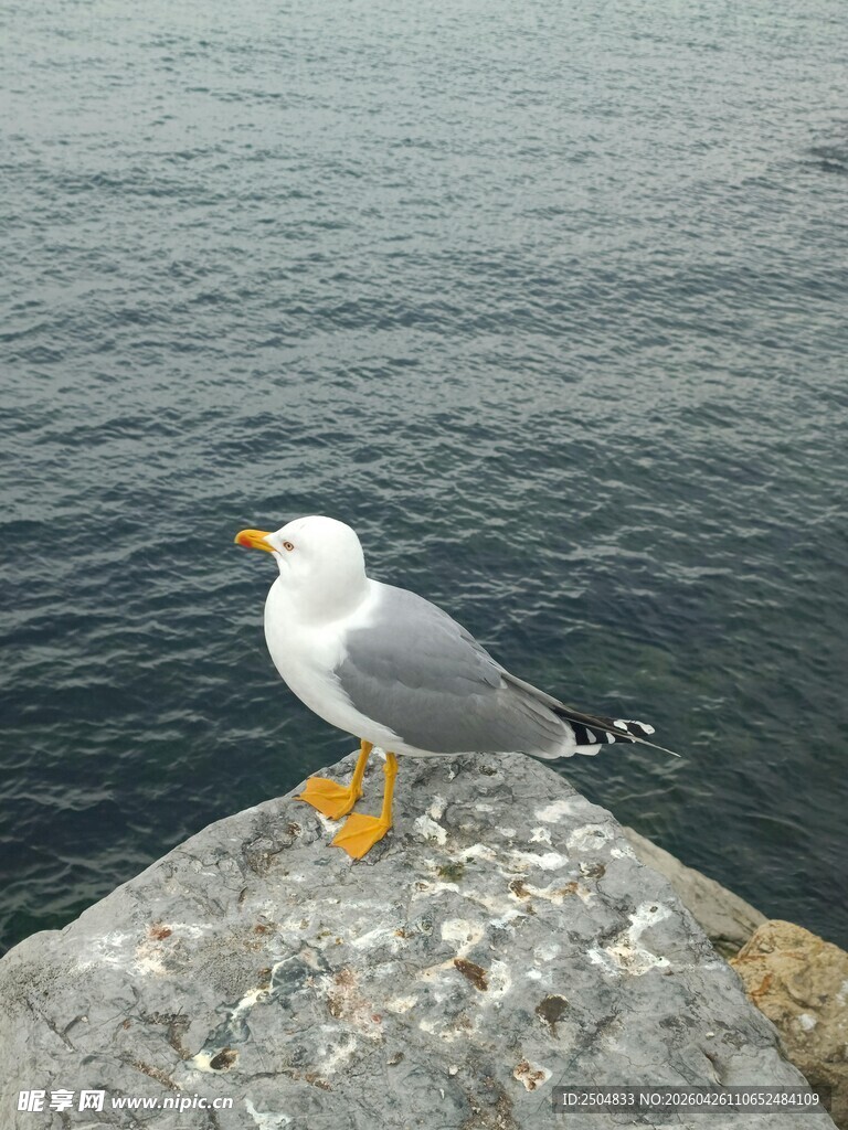 岩石上的海鸥