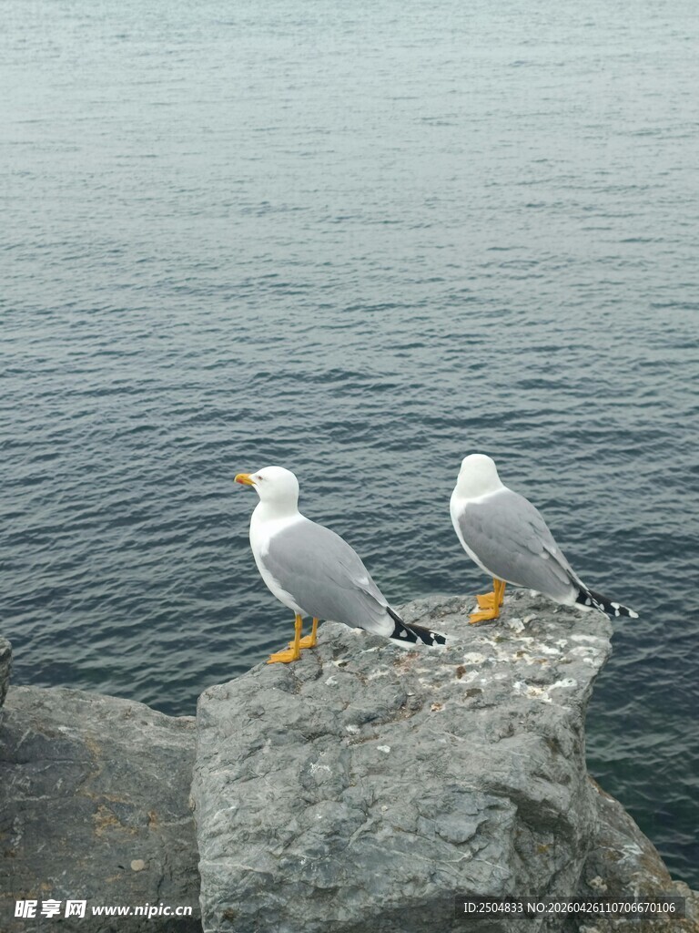 礁石上的双海鸥