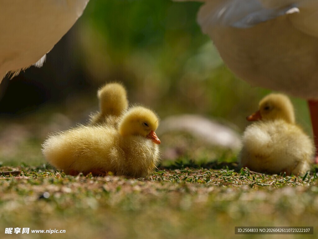 草地上的可爱小黄鸭
