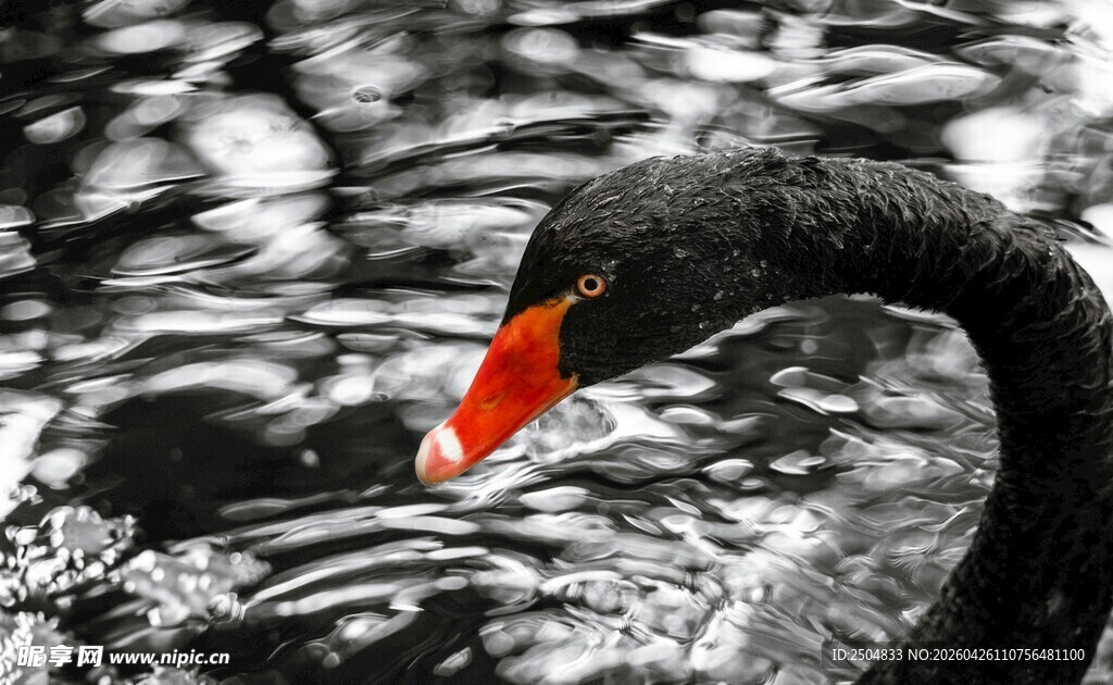 黑天鹅于水面优雅姿态