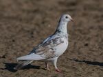灰白鸽子于地面行走
