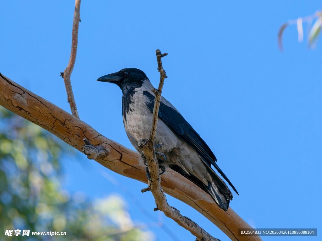 枝头栖息的灰黑色小鸟