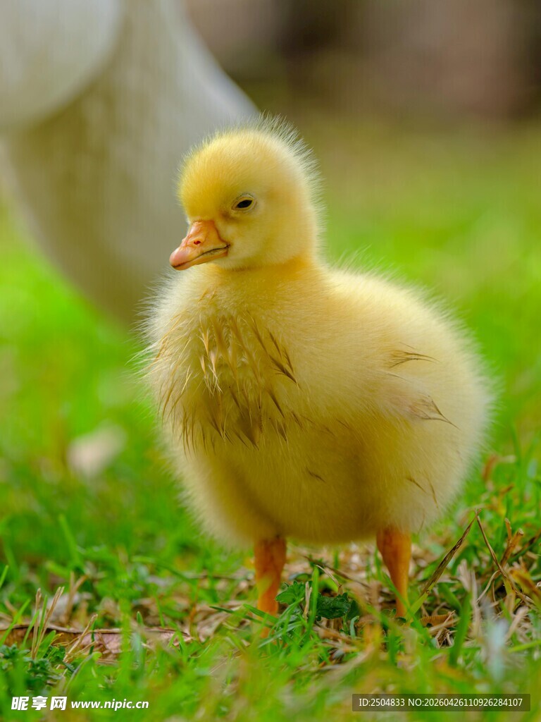 草地上的小黄鸭