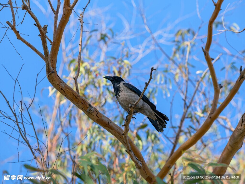 枝头栖息的灰黑色鸟儿