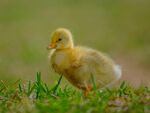 草地上的小黄鸭