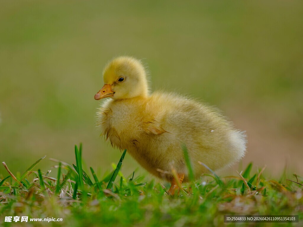 草地上的小黄鸭