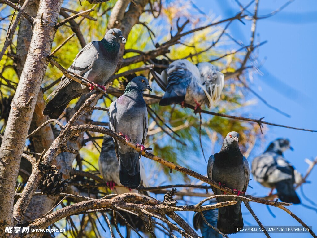 树枝上休憩的一群鸽子