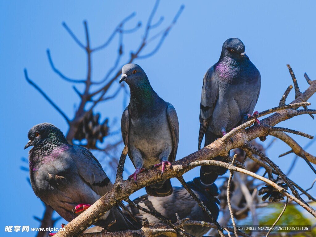 树枝上的几只鸽子