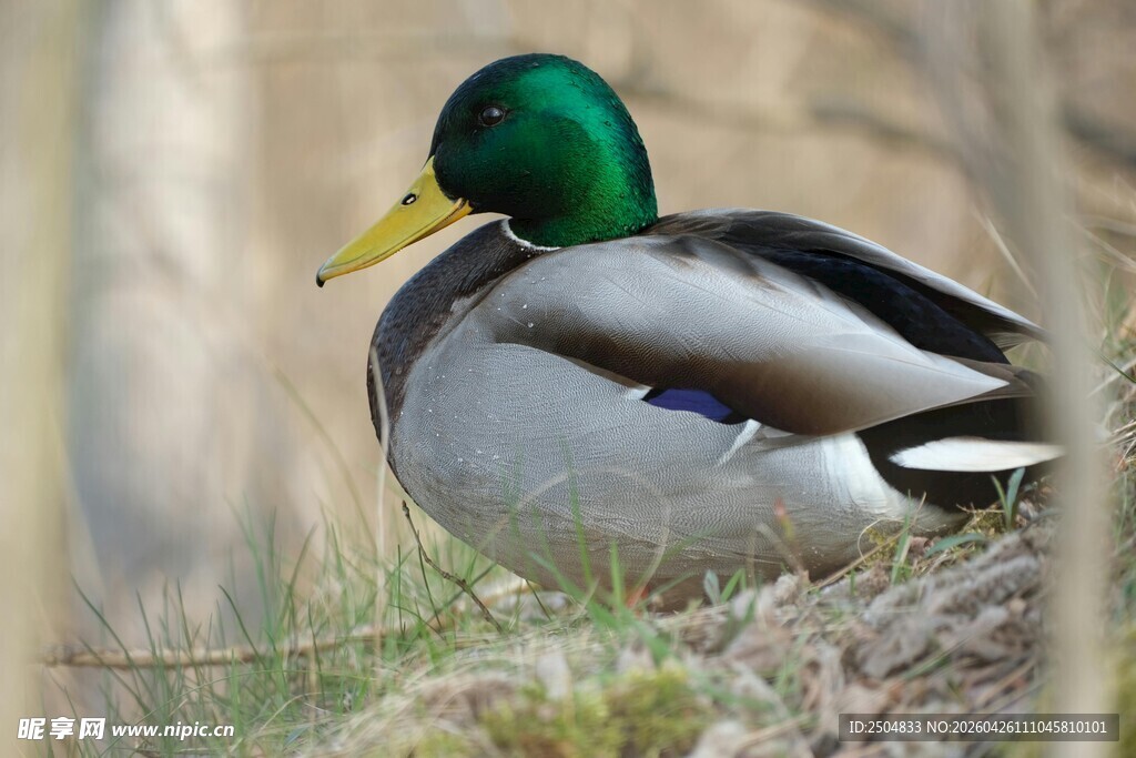 绿头鸭栖息于草地