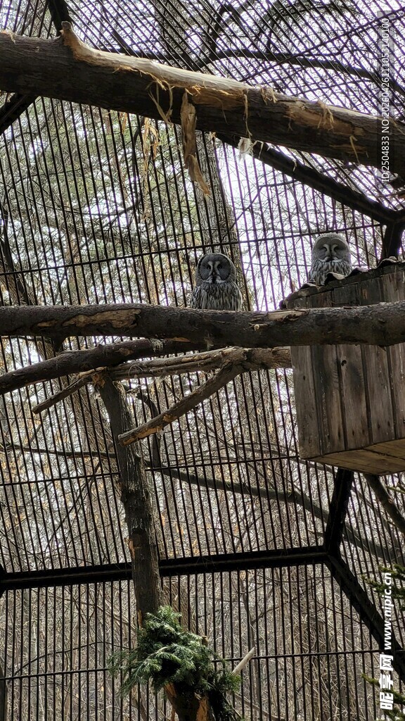 林间缠绕的网状结构