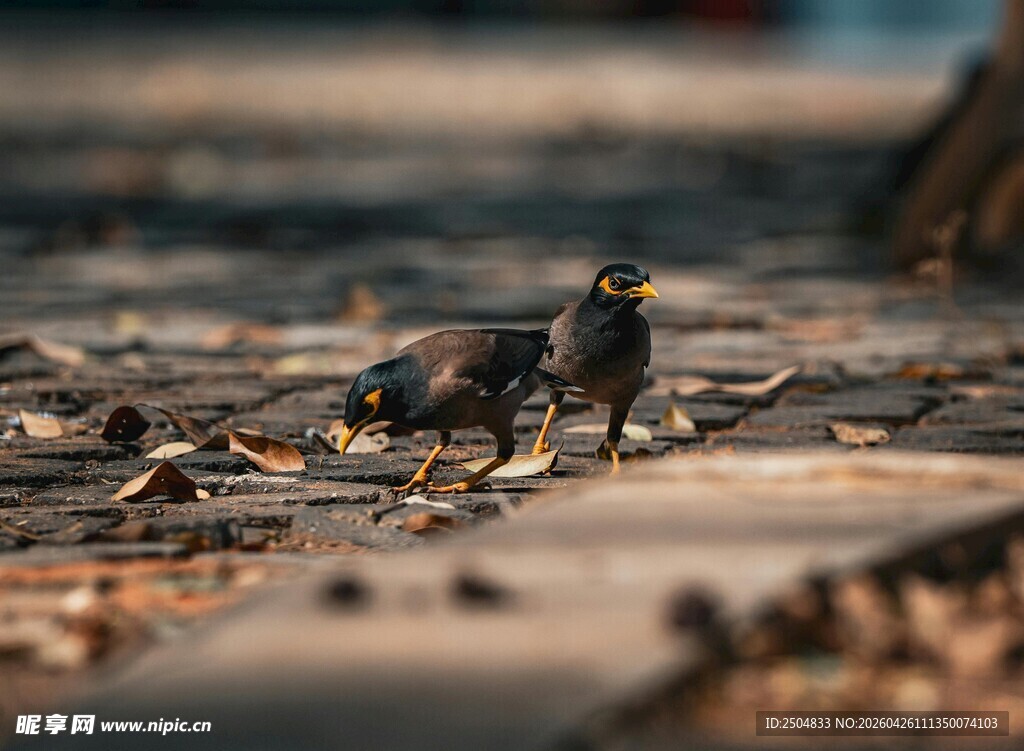 地面觅食的灰鸽子